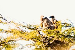 White-backed vulture (Vautour africain)-737A0204-2 null