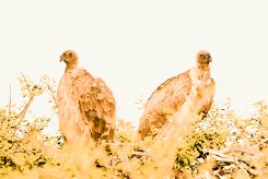 White-backed vulture (Vautour africain)-737A0240-2 null