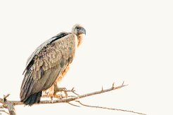White-backed vulture (Vautour africain)-737A0244-2 null