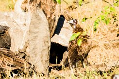 Hooded Vulture (Vautour charognard)_7D2_1835 null
