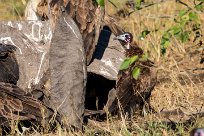 Hooded Vulture (Vautour charognard) Kwaï