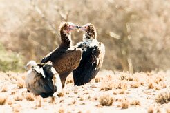 Hooded vulture (Vautour charognard)-737A9010-2 null
