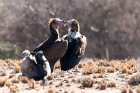 Hooded vulture (Vautour charognard) Spitzkopje/Monts Erango - Damaraland - Namibie