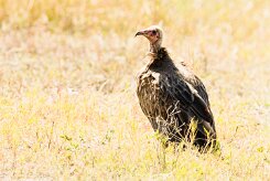 Hooded vulture (Vautour charognard)_7D2_1056 null