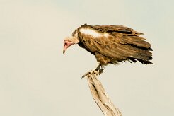Hooded vulture (Vautour charognard)_7D2_1228 null