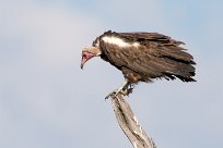 Hooded vulture (Vautour charognard) Savuti_Marsh