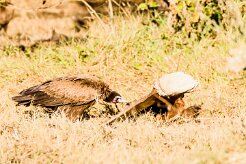 Hooded vulture (Vautour charognard)_7D2_1836 null