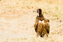 Hooded vulture (Vautour charognard)_7D2_1848 null