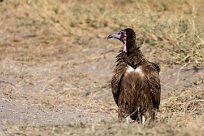 Hooded vulture (Vautour charognard) Kwaï