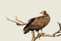 Hooded vulture (Vautour charognard)_7D2_1975 null