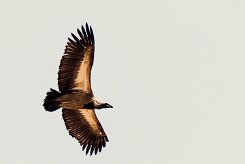 Cape Vulture (Vautour chassefiente)_x737A5154-2 null
