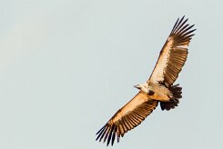 Cape Vulture (Vautour chassefiente)_x737A5170-2 null