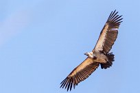 Cape Vulture (Vautour chassefiente) Cape Vulture (Vautour chassefiente)