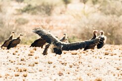 Cape vulture (Vautour chassefiente)-737A9009-2 null