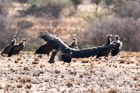 Cape vulture (Vautour chassefiente) Spitzkopje/Monts Erango - Damaraland - Namibie