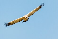 Cape vulture (Vautour chassefiente)_7D2_1881 null