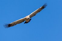 Cape vulture (Vautour chassefiente) Kwaï