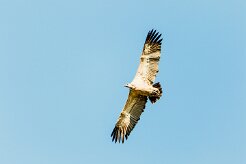 Cape vulture (Vautour chassefiente)_7D2_1883 null