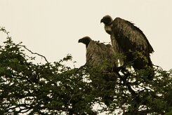 Vautour_chassefiente_01-2 null
