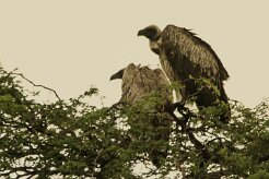 Vautour_chassefiente_02-2 null
