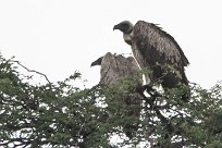 Cape vulture (Vautour chassefiente) To/Vers Waterberg