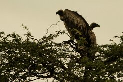 Vautour_chassefiente_03-2 null