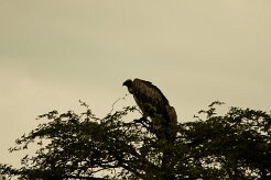 Vautour_chassefiente_04-2 null