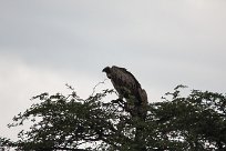 Cape vulture (Vautour chassefiente) To/Vers Waterberg