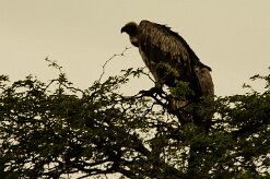 Vautour_chassefiente_05-2 null