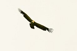 vautour_fauve_01-2 null