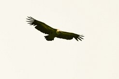 vautour_fauve_03-2 null