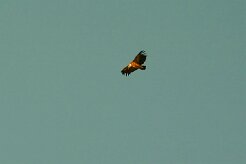 vautour_fauve_04-2 null