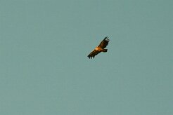 vautour_fauve_09-2 null