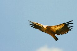 vautour_fauve_12-2 null