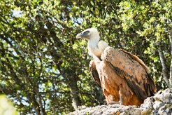 vautour_fauve_13-2 null