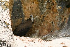 vautour_fauve_14-2 null