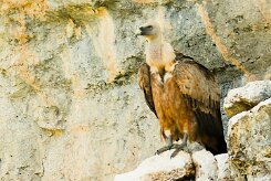 vautour_fauve_15-2 null