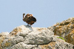vautour_fauve_16-2 null