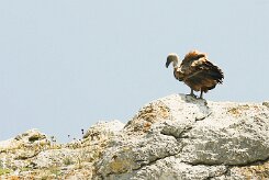 vautour_fauve_17-2 null
