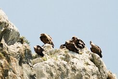 vautour_fauve_18-2 null
