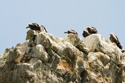 vautour_fauve_19-2 null