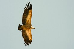 vautour_fauve_20-2 null