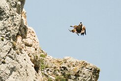 vautour_fauve_21-2 null