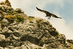 vautour_fauve_22-2 null