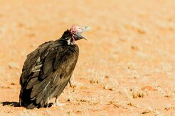 Lappet-faced Vulture (Vautour oricou)_737A2222-2 null