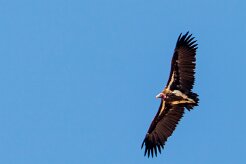 Lappet-faced Vulture (Vautour oricou)_737A2967-2 null