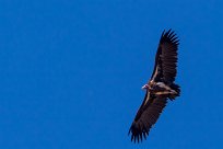 Lappet-faced Vulture (Vautour oricou) Du côté d'Omaruru