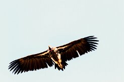 Lappet-faced Vulture (Vautour oricou)_737A3170-2 null