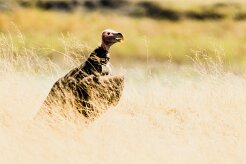 Lappet-faced Vulture (Vautour oricou)_x737A5145-2 null