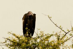 Lappet-faced Vulture-(Vautour oricou)_737A4691-2 null